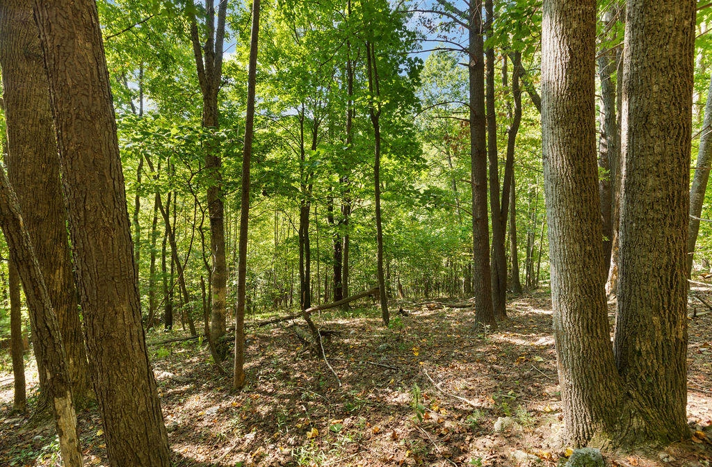 TBD S LONG BRANCH Ln - Photo 4